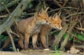 Fuchs