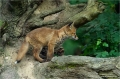 Fuchs