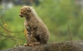 Junge Geparden im Basler-Zoo