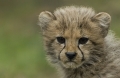 Portrait eines jungen Gepard