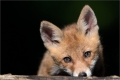 Fuchs