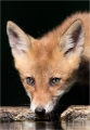 Fuchs