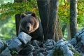 Braunbär