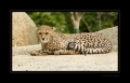 Junger Gepard