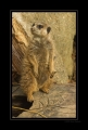 Erdmännchen