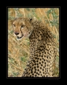 Gepard