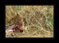 Gepard
