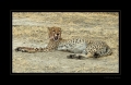 Gepard