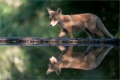 Fuchs