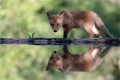 Fuchs