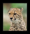 Junger Gepard