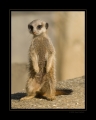 Erdmännchen