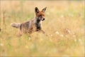 Rotfuchs