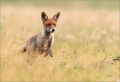 Rotfuchs