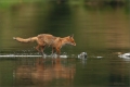 Rotfuchs