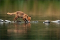Rotfuchs