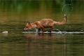 Rotfuchs