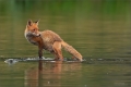 Rotfuchs