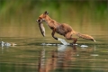 Rotfuchs