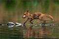 Rotfuchs