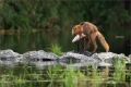 Rotfuchs