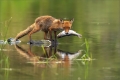 Rotfuchs