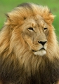 Löwen Portrait