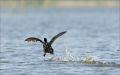Flucht