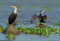 Kormoran