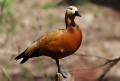 Rostente