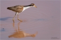 Wasservogel