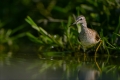 Bruchwasserläufer