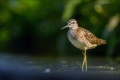Bruchwasserläufer