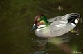 Ente