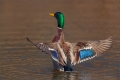 Stockente