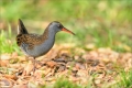 Wasserralle