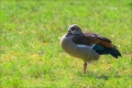 Nilgans