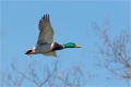 Stockente