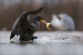 Kormoran
