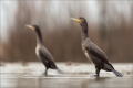 Kormoran