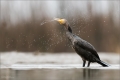 Kormoran