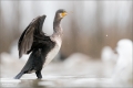 Kormoran