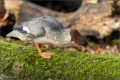 Gänsesäger