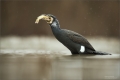 Kormoran