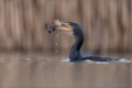 Kormoran