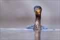 Kormoran