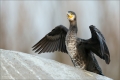 Kormoran