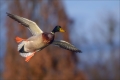 Stockente