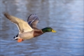 Stockente