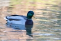 Stockente